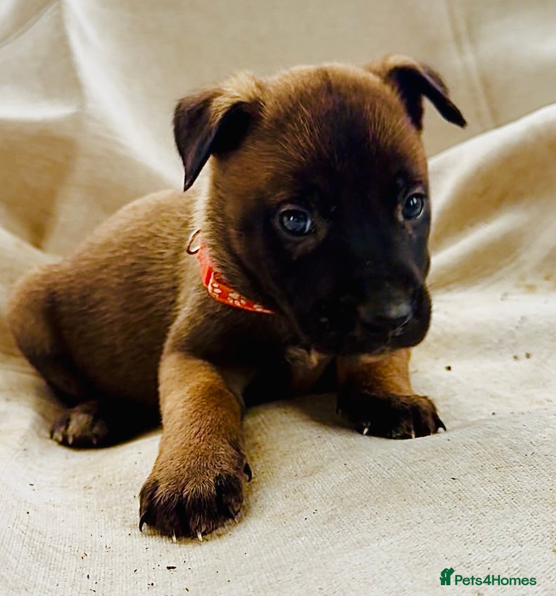 Belgian Shepherd Dog dogs for sale: Skye x Nines very last litter ever! 3B &7G  - Image 24