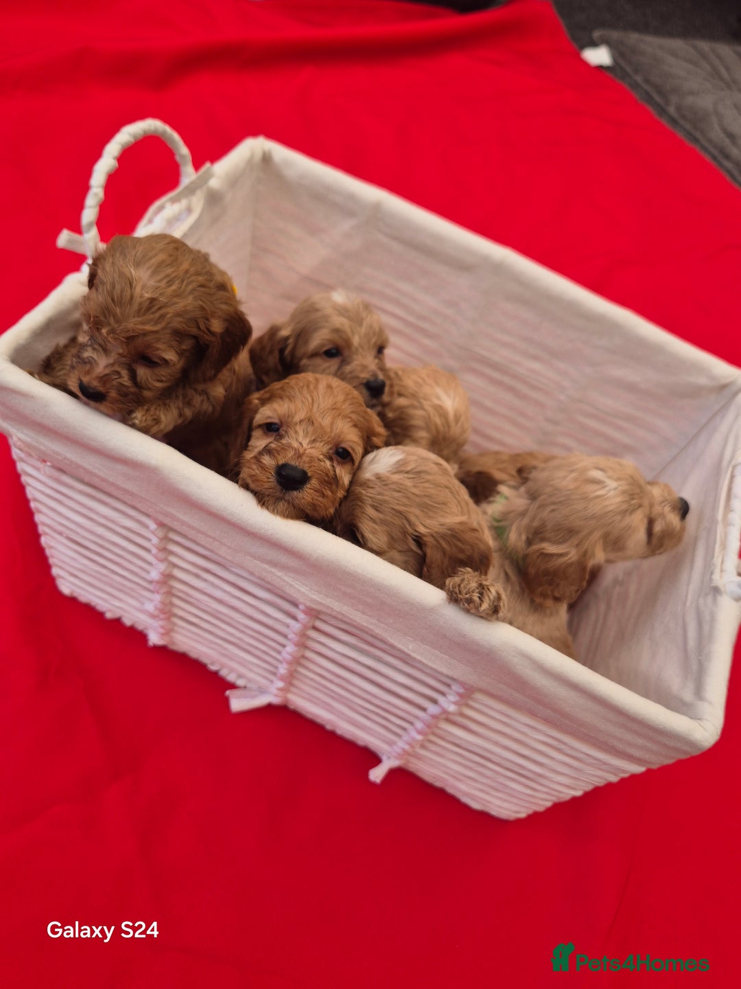 Cockapoo dogs for sale: cockerpoo puppies  - Image 12