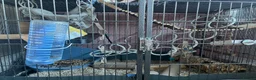 Rat rodents for sale: 4 male rats with complete set up  - Advert 13