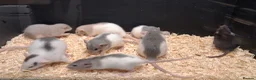 Rat rodents for sale: Baby Dumbo Eared Rat's Males and Females  - Advert 6