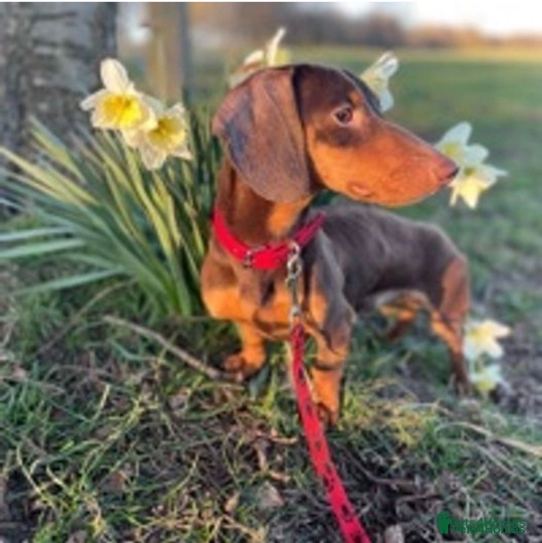 Miniature Dachshund dogs for stud: Experienced Choc & Tan Mini - KC Reg & DNA CLEAR in Romford - Advert 2