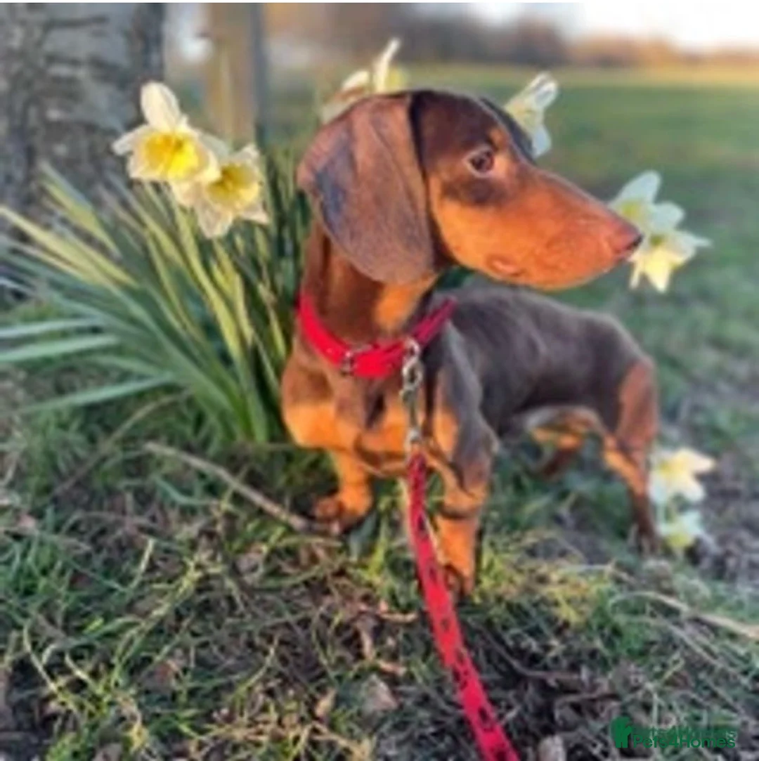 Miniature Dachshund dogs for stud: Experienced Choc & Tan Mini - KC Reg & DNA CLEAR in Romford - Advert 2