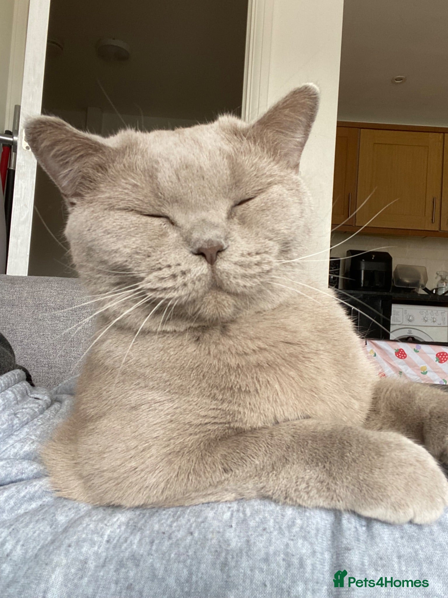 British Shorthair cats GCCF Active Lilac BSH Queen KOTOFFSKI Champ lines - Advert 2