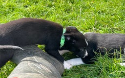 Border Collie dogs for sale: 4 border collie males looking for forever homes  - Image 16