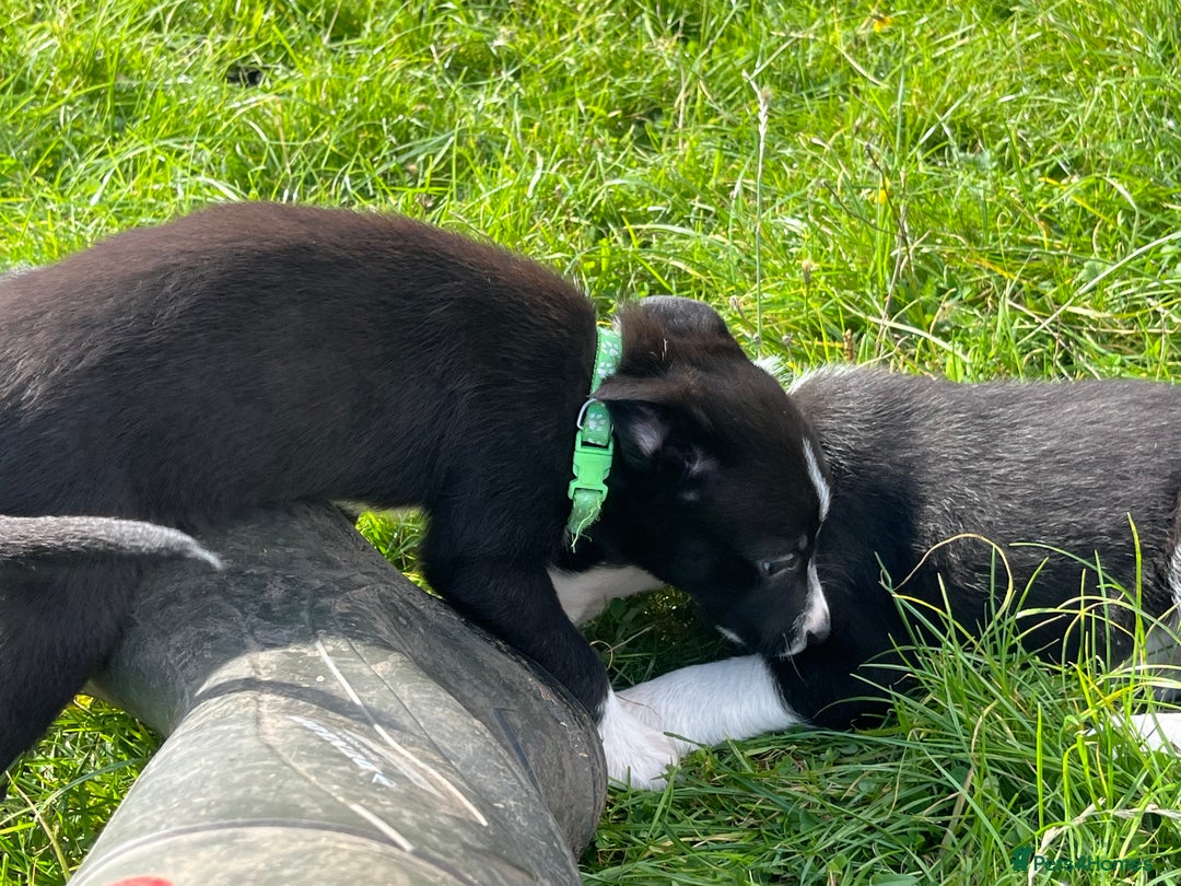 Border Collie dogs for sale: 4 border collie males looking for forever homes  - Image 16