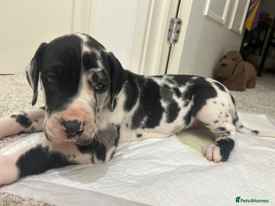 Great Dane dogs for sale: Purebred Great Dane Puppies – European Bloodline  - Advert 10