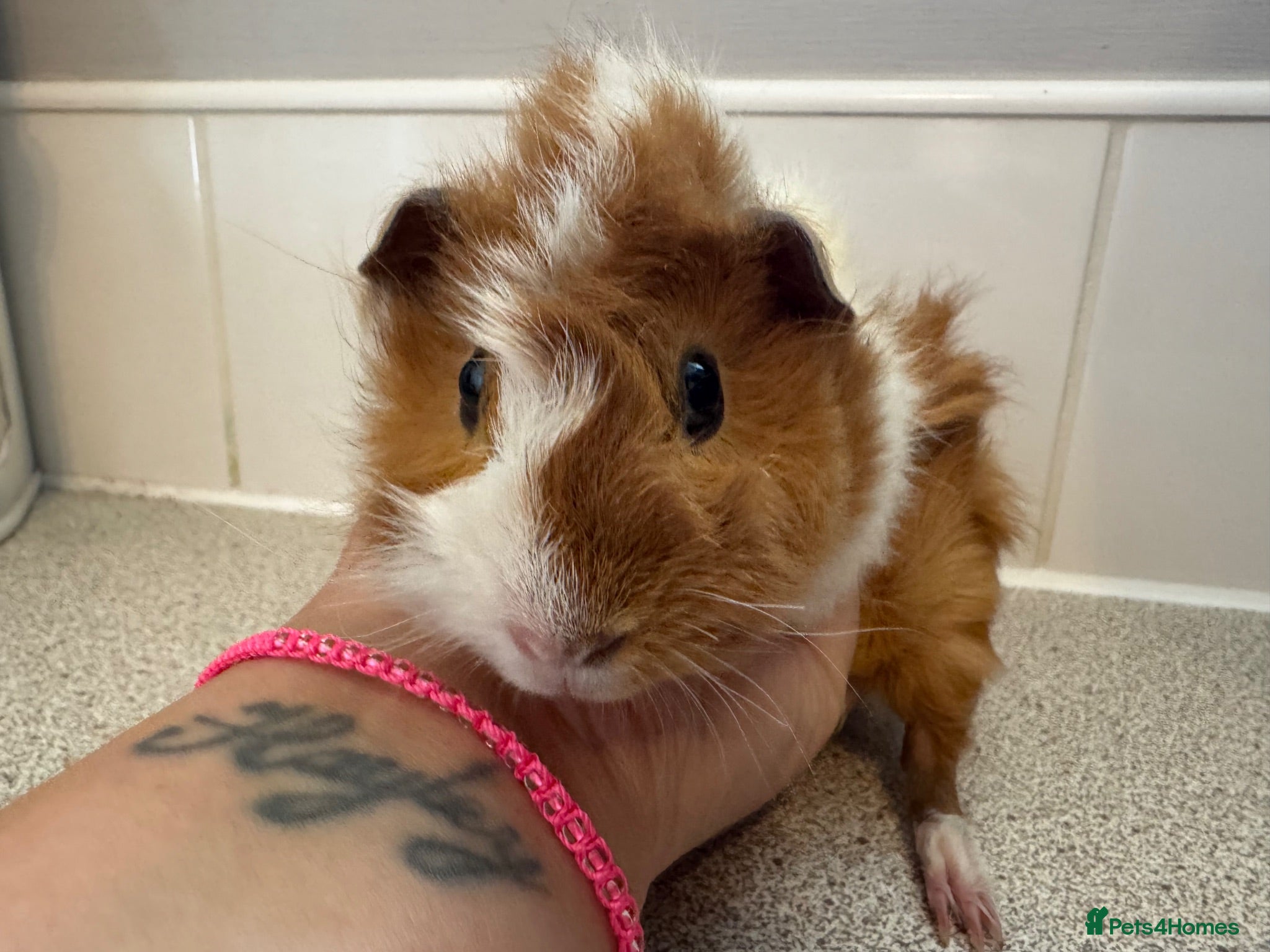 Guinea Pig rodents Gorgeous piggie ready for new home  - Advert 1