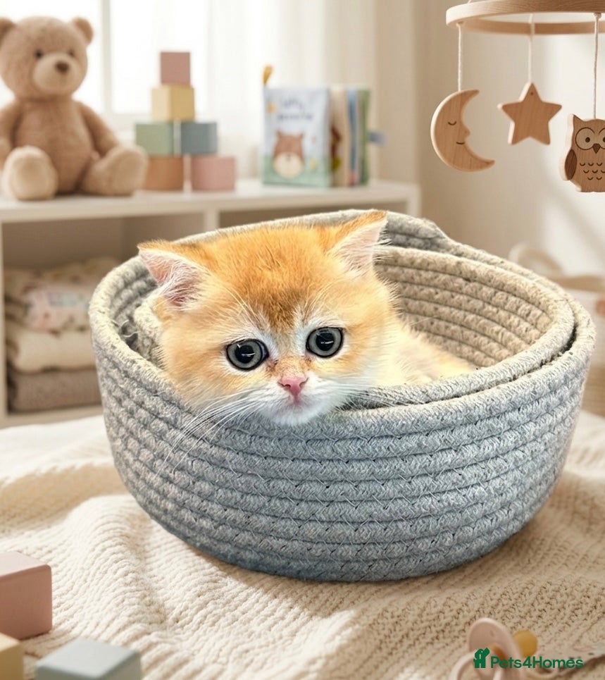 British Shorthair cats 🌟3 Adorable Golden  BSH kittens left 🌟 - Advert 2
