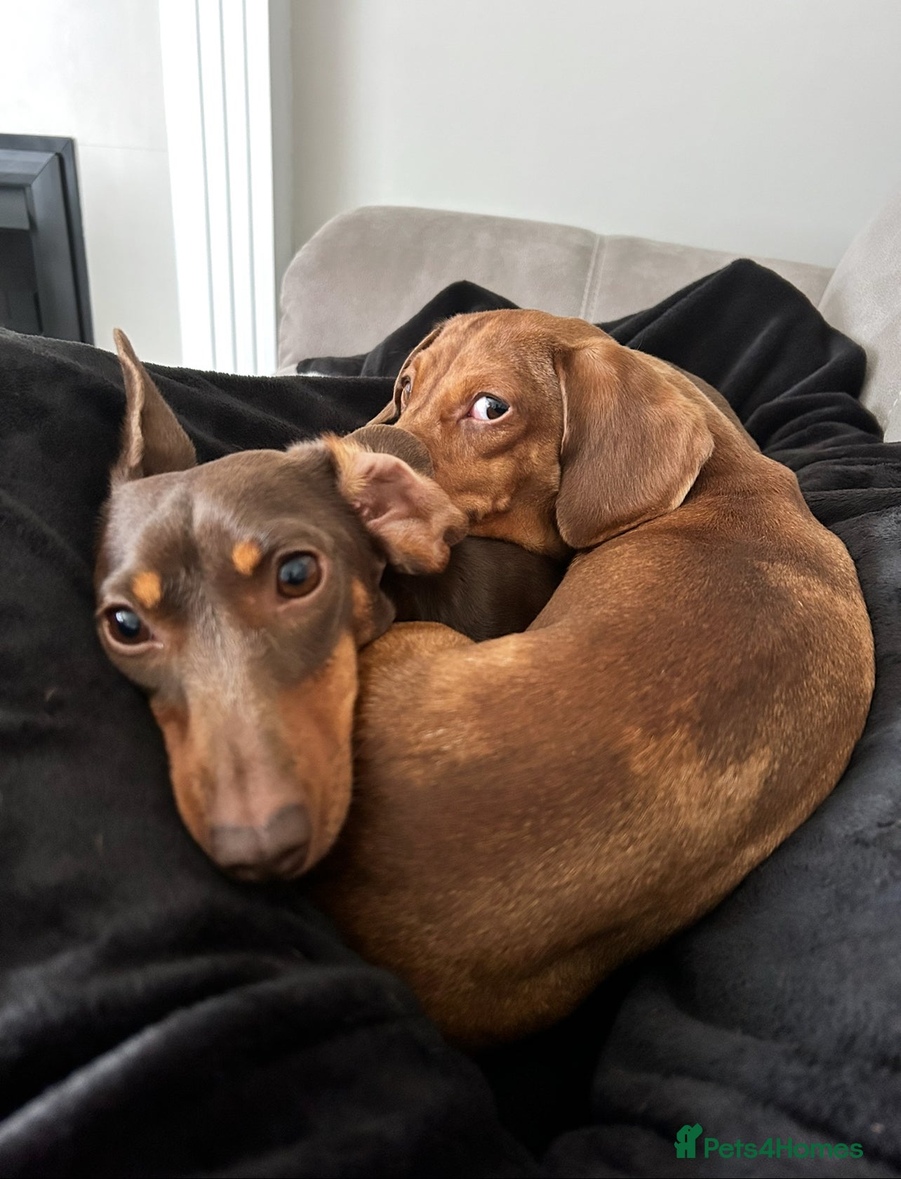 Miniature Dachshund dogs 2 and 4 year old female miniature dachshunds - Advert 10