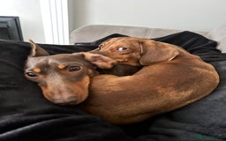Miniature Dachshund dogs for sale: 2 and 4 year old female miniature dachshunds - Advert 1