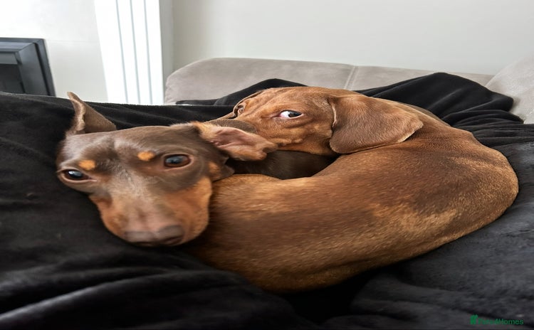 Miniature Dachshund dogs 2 and 4 year old female miniature dachshunds - Advert 1