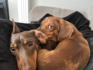 Miniature Dachshund dogs 2 and 4 year old female miniature dachshunds - Advert 1