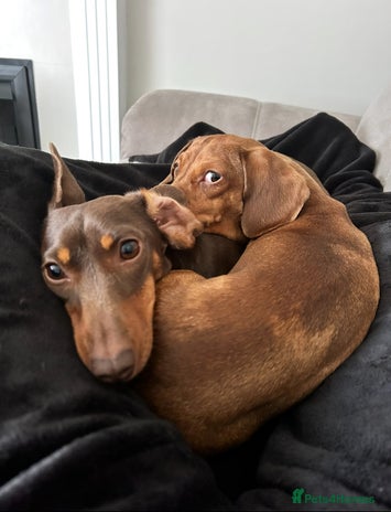 Miniature Dachshund dogs 2 and 4 year old female miniature dachshunds - Advert 1