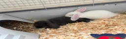 Mini Lop rabbits for sale: 2, 13 week old mini lops - Advert 3