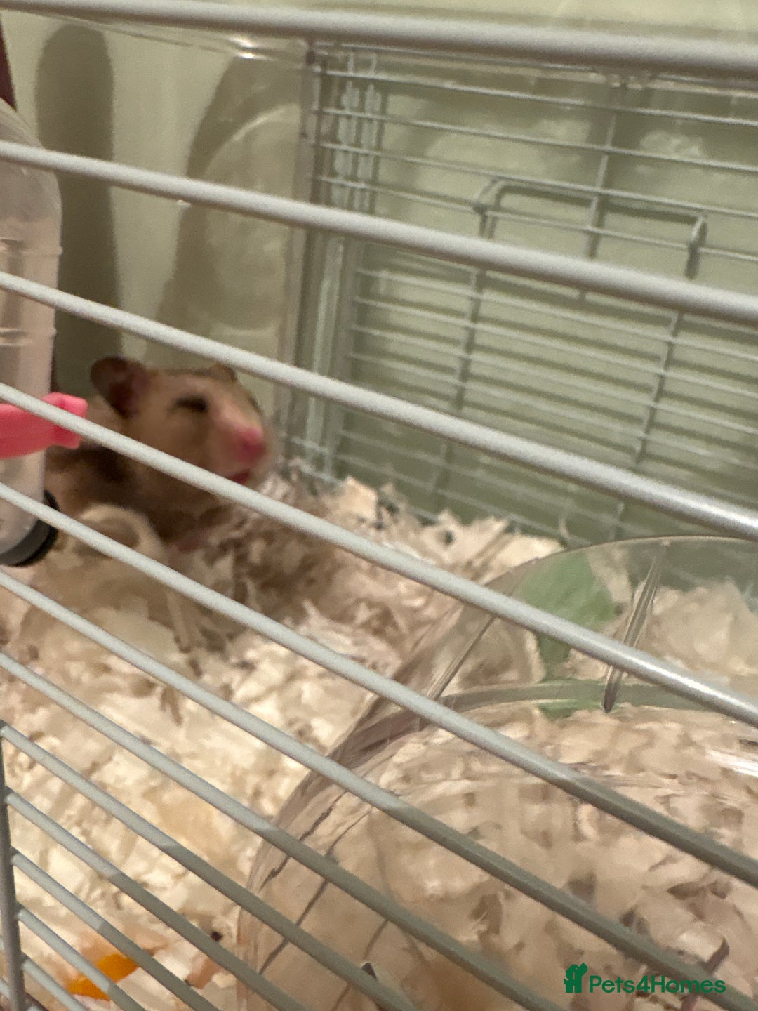 Hamster rodents for sale: Gorgeous Syrian hamsters and mice available  - Advert 4