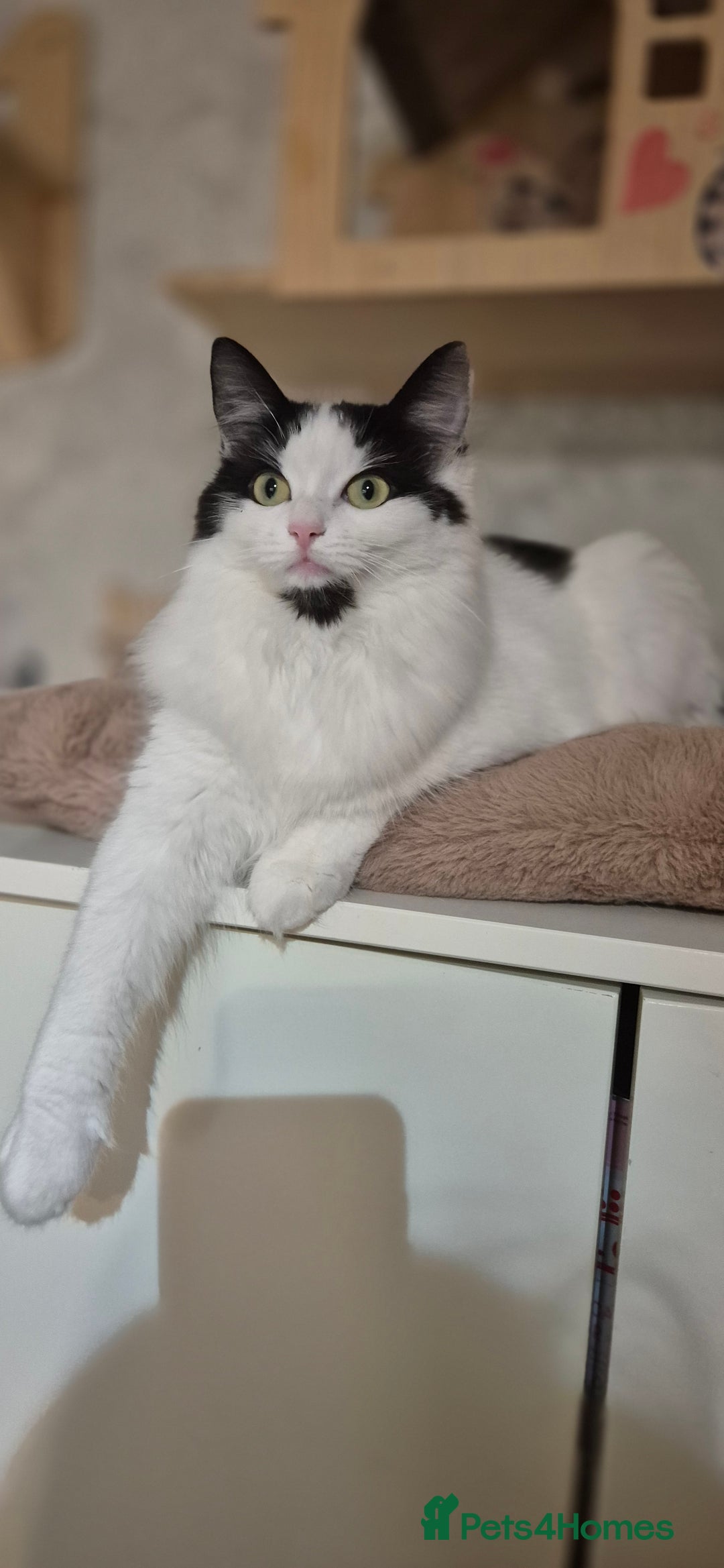 Scottish Fold cats for sale: 2 Purebred girls for rehoming - Image 15