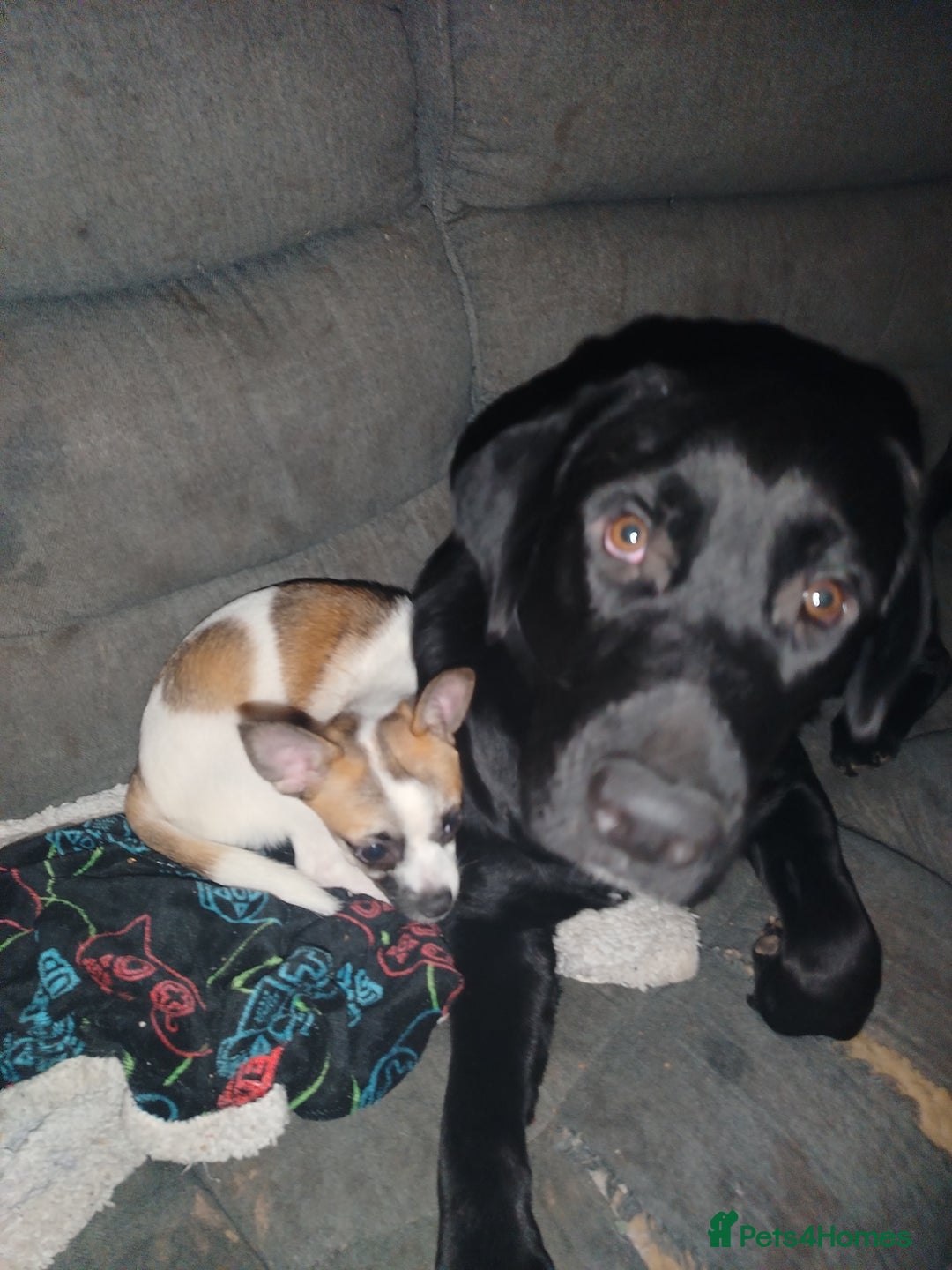 Mixed Breed dogs for sale: Male Labrador cross - Advert 3