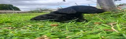 Schnoodle dogs for sale: 🐾 Adorable Schnoodle Puppies 🐾 - Advert 25