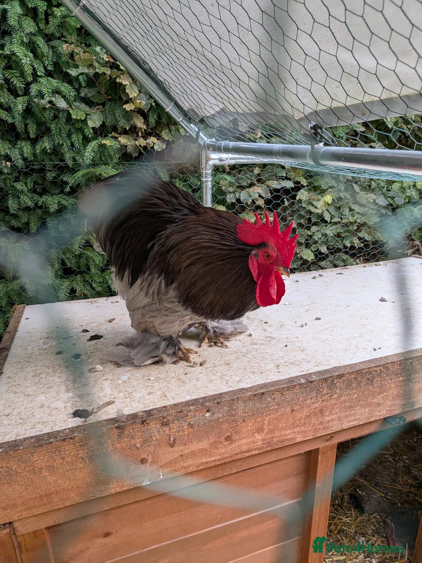 Chickens poultry Pekin bantam cockerel - Advert 1