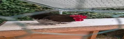 Chickens poultry for sale: Pekin bantam cockerel in Newport Pagnell - Advert 1