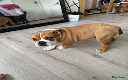 English Bulldog dogs for sale: BRITISH BULL DOG - Image 14