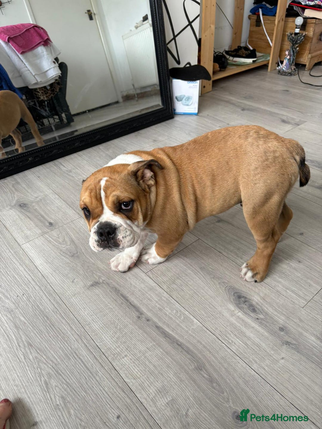 English Bulldog dogs for sale: BRITISH BULL DOG - Image 14