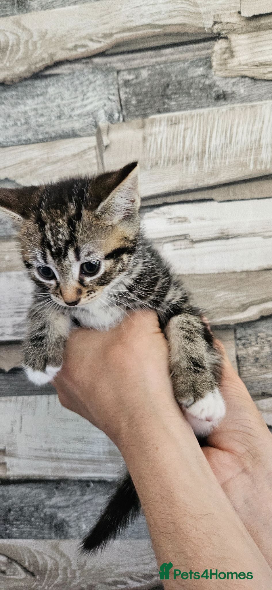 Mixed Breed cats Kitten ready for their forever homes  - Advert 1
