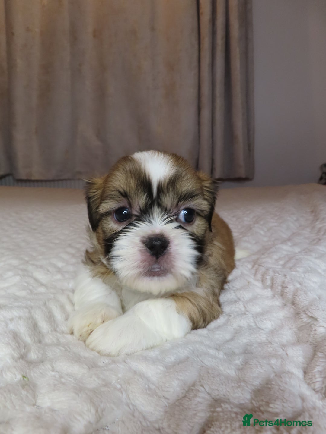 Shih Tzu dogs for sale: Beautiful Shih Tzu puppies  - Advert 6