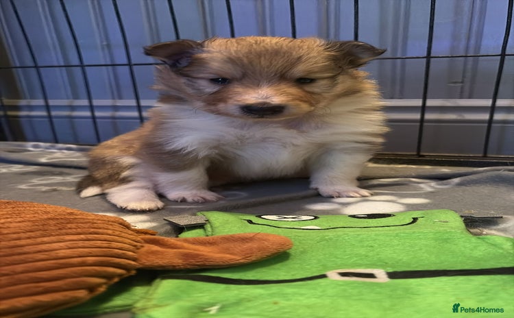 Shetland Sheepdog dogs - Advert 1