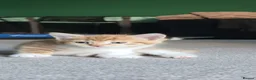 Domestic Shorthair cats for sale: Ginger kittens for sale - Advert 2