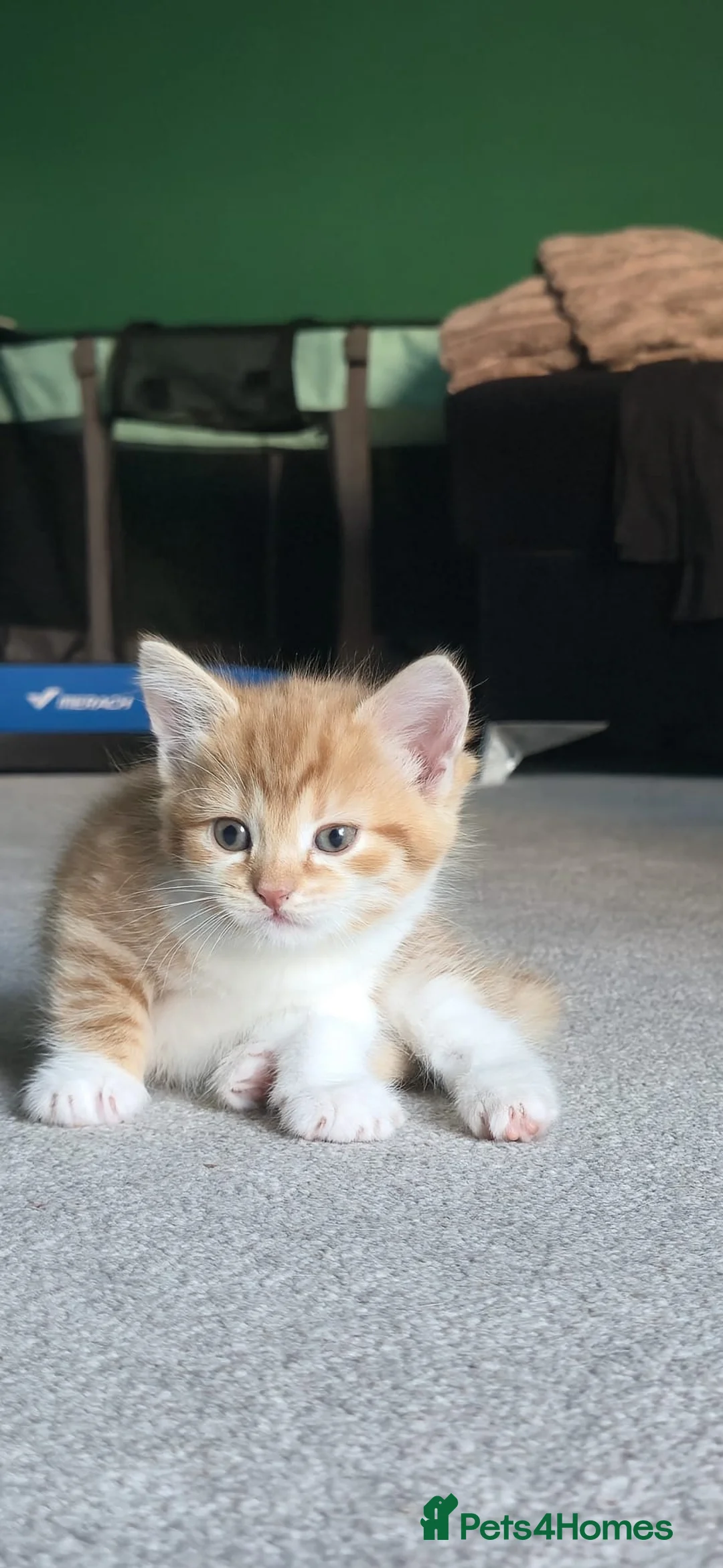 Domestic Shorthair cats for sale: Ginger kittens for sale - Advert 2