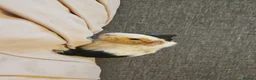 Guinea Pig rodents for sale: Baby Guinea Pigs in Rhyl - Advert 11