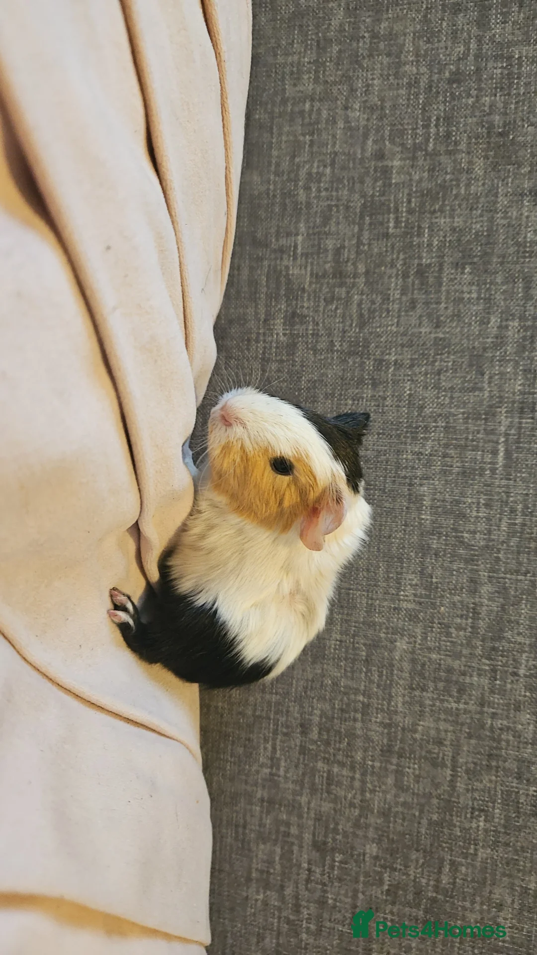 Guinea Pig rodents for sale: Baby Guinea Pigs in Rhyl - Advert 11