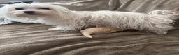Maltipoo dogs for sale: Maltipoo male puppie  - Advert 1
