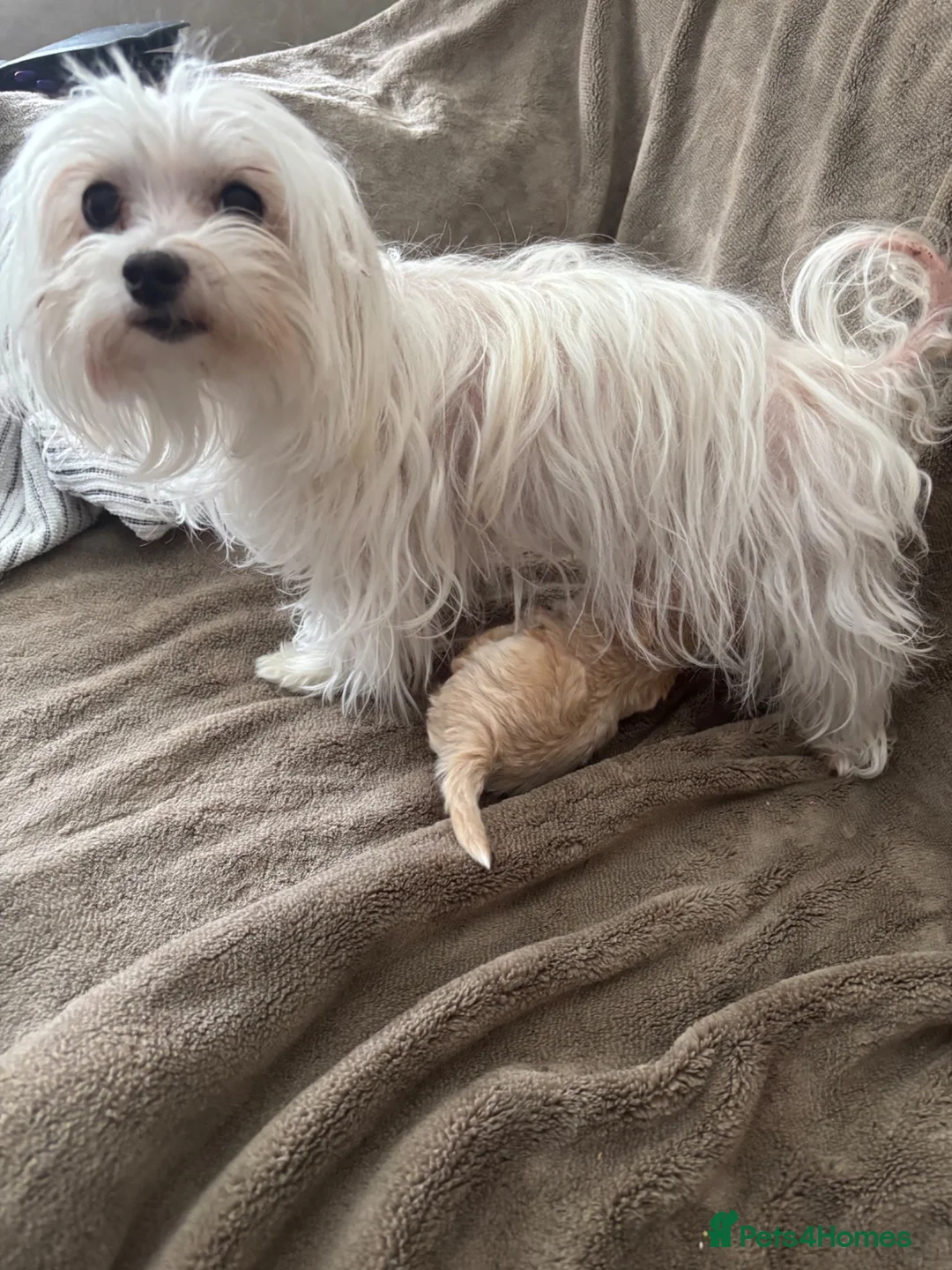 Maltipoo dogs for sale: Maltipoo male puppie  - Advert 1