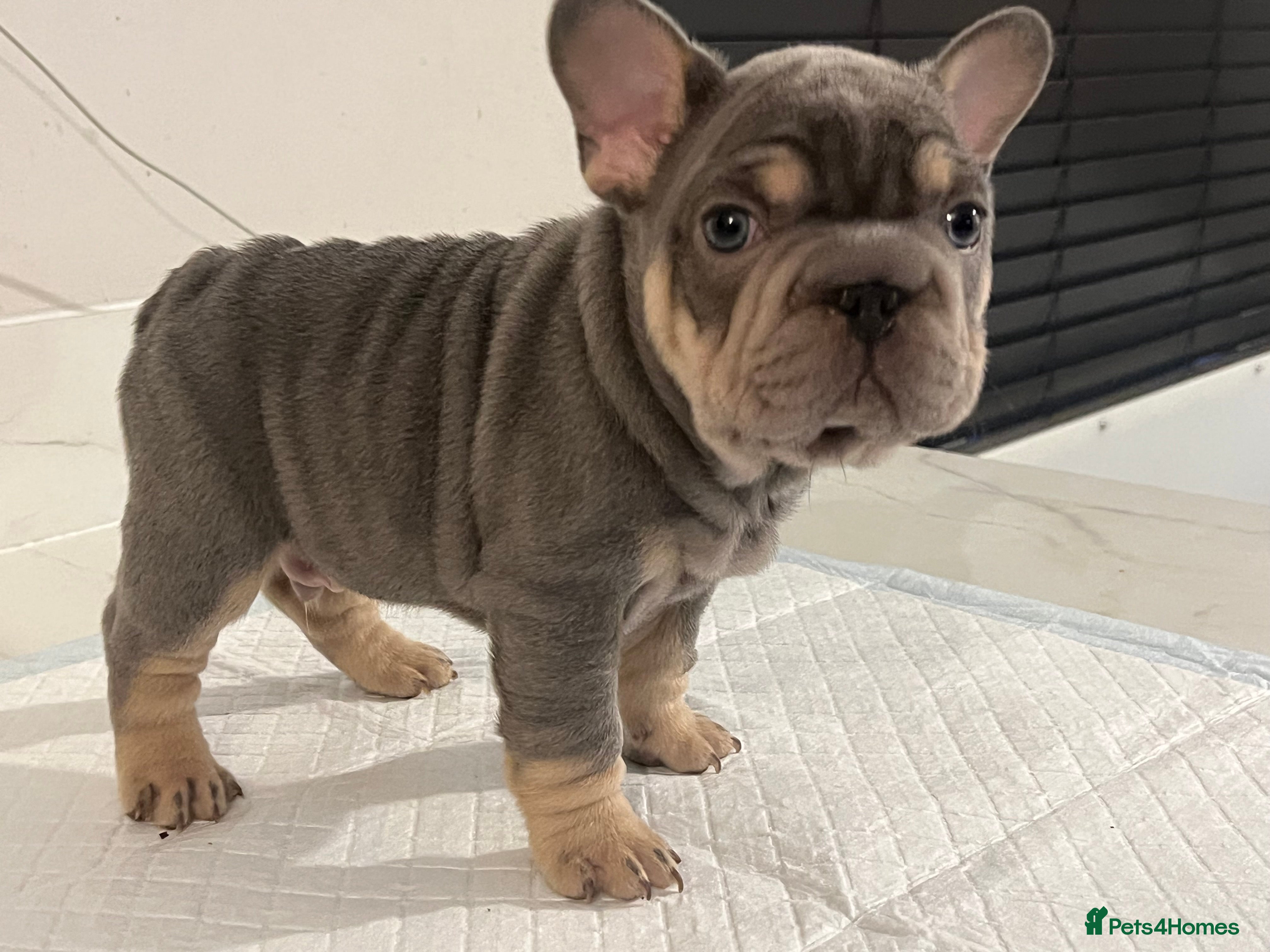 Tan French French Bulldog Chocolate Fawn Full Grown Delicate