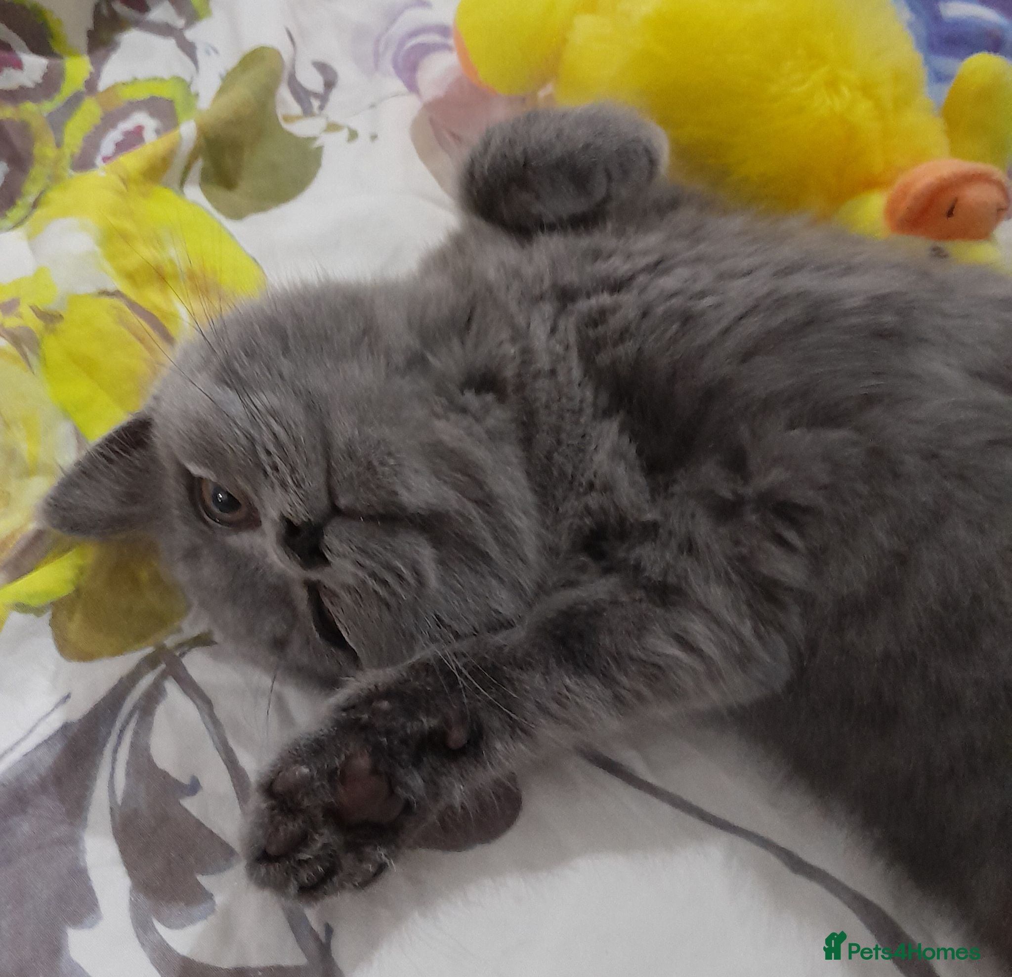 British Shorthair cats LAST STUNNING GCCF BSH SOLID  BLUE BOY READY NOW  - Advert 15