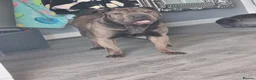 Shar Pei dogs for sale: Male and female shar pei - Advert 3