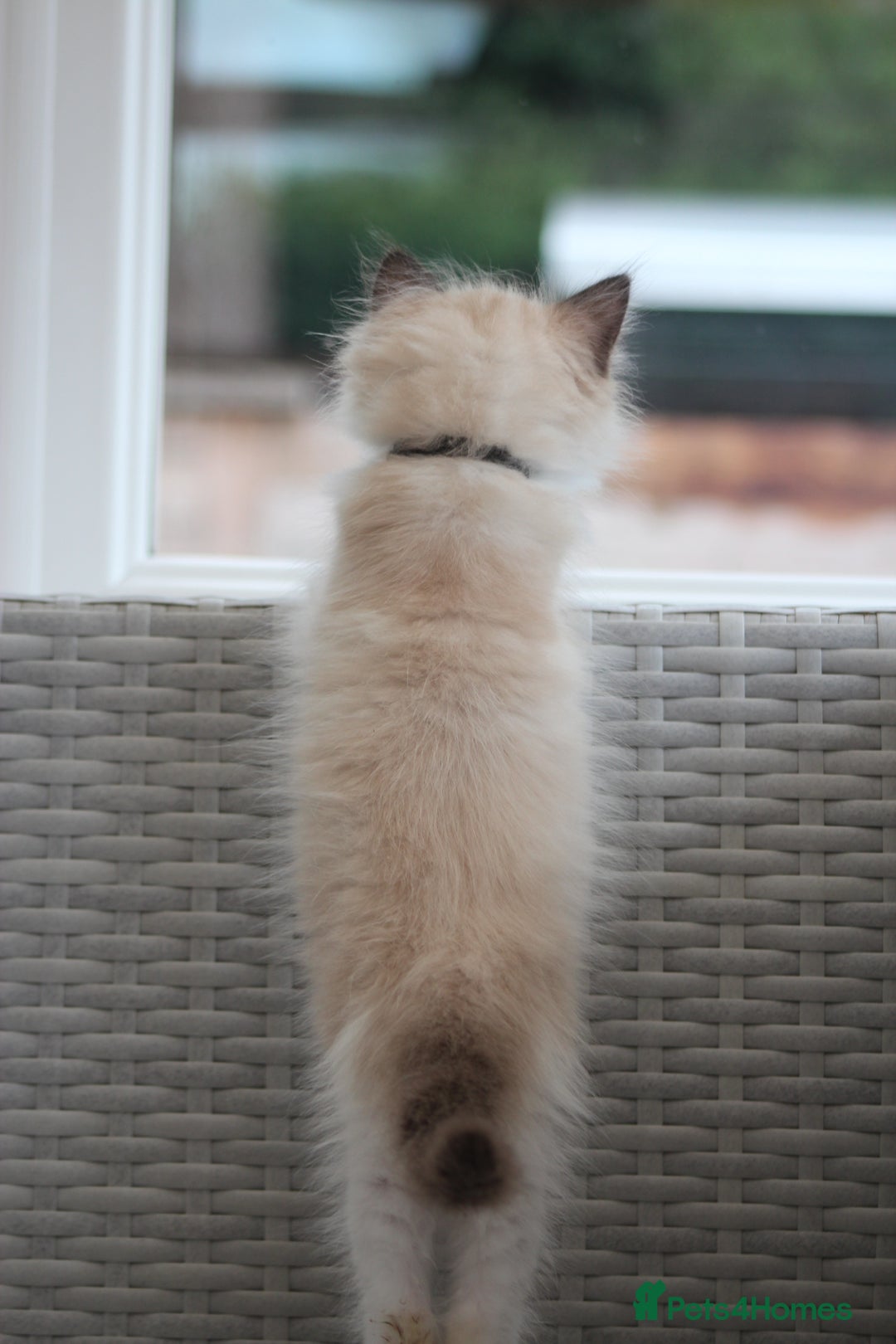 Ragdoll cats for sale: 🐈✨ Tica Registered Ragdoll Kittens in Tamworth - Image 29