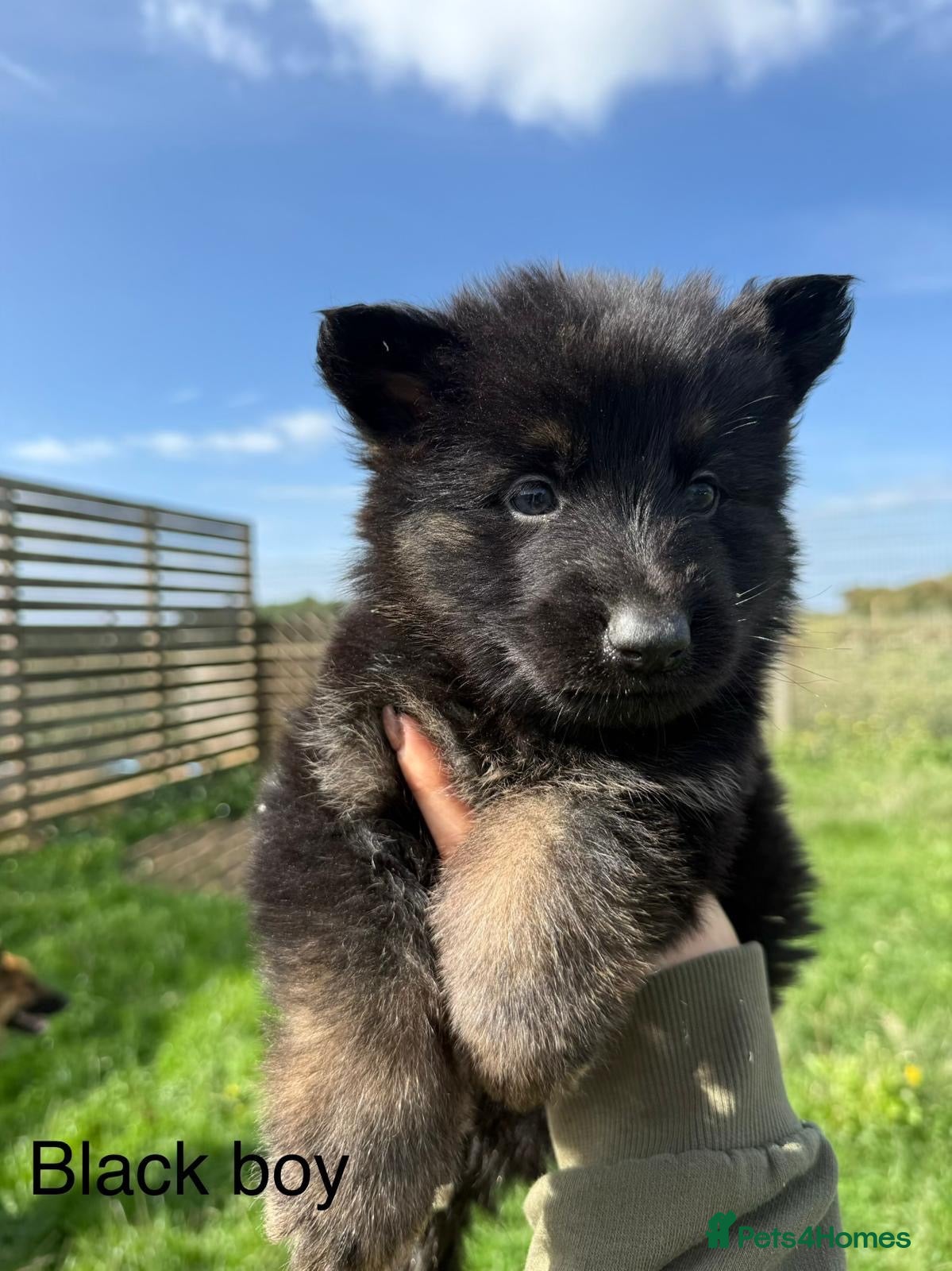 German Shepherd dogs German Shepherd Puppies For sale - Advert 3