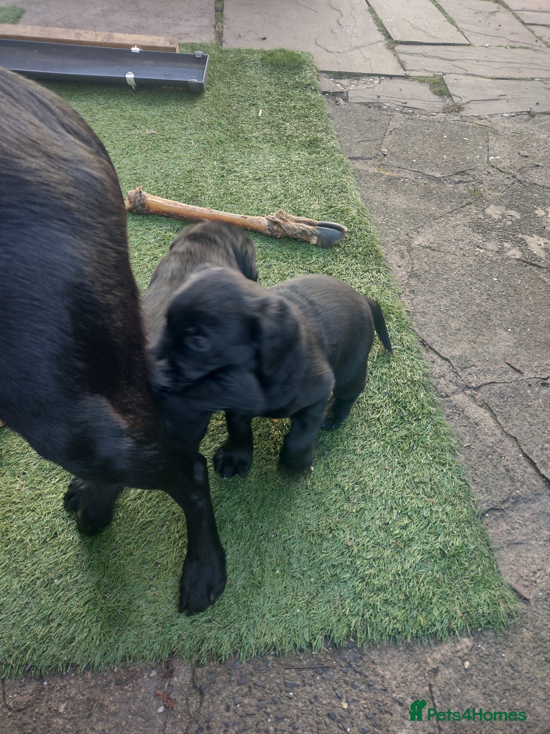 Labrador Retriever dogs for sale: Superb Active Family Dogs - Image 9