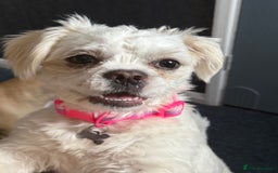 Mixed Breed dogs for sale: Little Diva!  - Image 2
