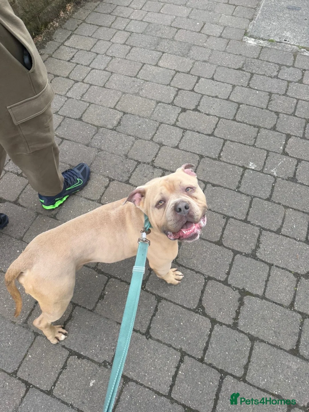 Mixed Breed dogs for sale: Male pocket bully- Kash💚 in Colne - Advert 2