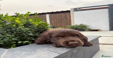 Cocker Spaniel dogs - Advert 4