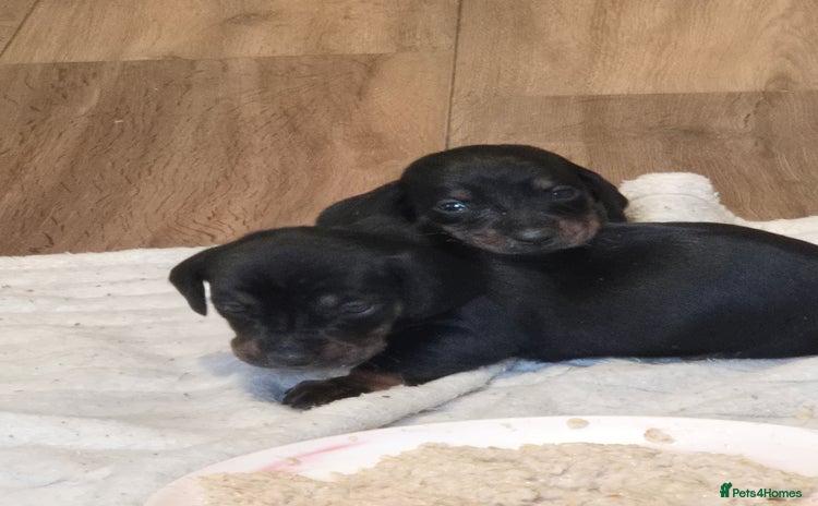 Dachshund dogs - Advert 2