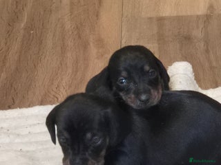 Dachshund dogs - Advert 29