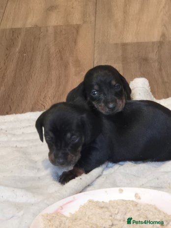 Dachshund dogs - Advert 2