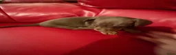 Miniature Dachshund dogs for sale: KC pure Miniature Dachshunds   - Advert 11
