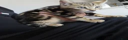 Bengal cats for sale: Bengal kittens looking for new family  - Advert 8