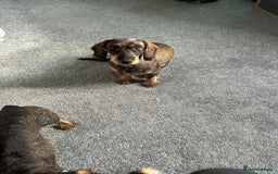 Dachshund dogs for sale: Teckle Dachshund  - Advert 11